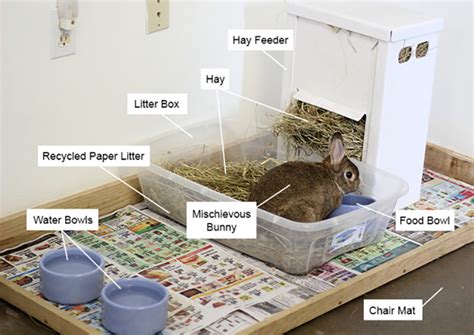 rabbit litter box setup